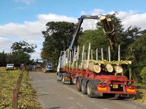trees being cleared from a commercial site - Development Site Clearance Service Midlands - Derby - Burton on Trent - Staffordshire