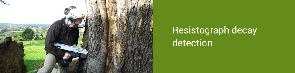 Resistograph decay testing of a tree
