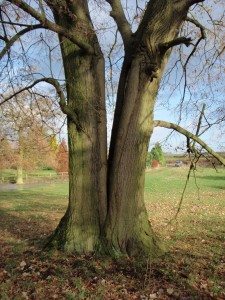 Tree Consultancy Midlands | Arboricultural Consultants | Development Surveys | Decay Detection