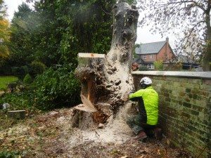 Tree surgeon cutting through a high stump